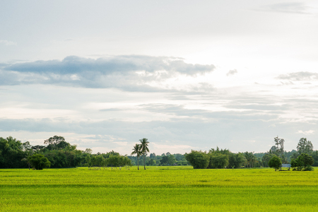 Natural Thai rice field, look from the angle of sightの写真素材