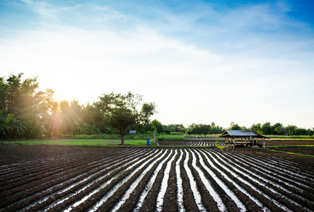Rows of growing corn seedling in black soil in agricultural fieldの写真素材