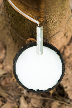 Rubber Latex of rubber treesの写真素材