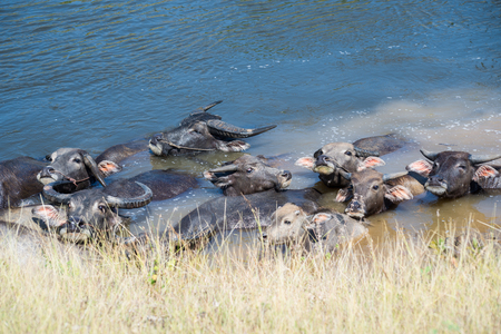 buffalo swimming in a river at countryside of Thailandの写真素材