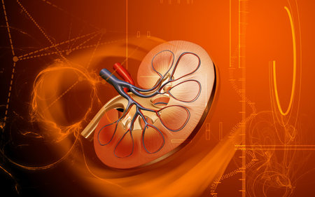 Digital illustration of  kidney in colour  background 	
