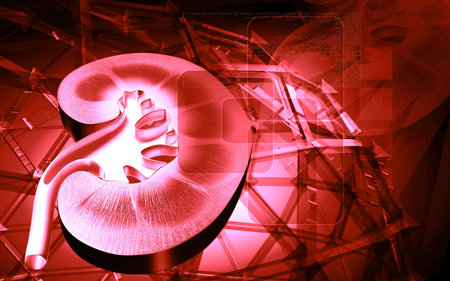 Digital illustration of  kidney in colour  background 	