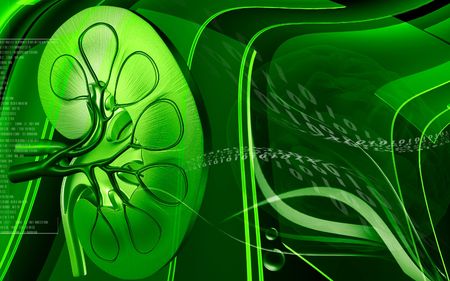 Digital illustration of  kidney in colour  background 	の写真素材