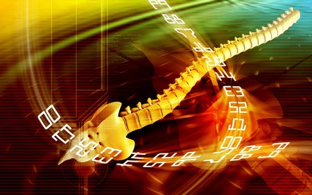 Digital illustration  of back bone in    colour background  の写真素材