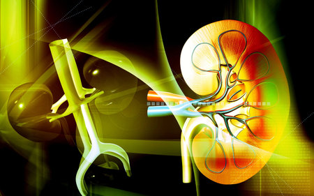 Digital illustration of  kidney in colour  background 	
