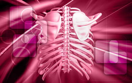 Digital illustration of collar bone in color backgroundの写真素材