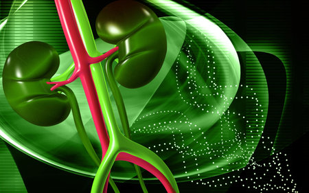 Digital illustration of  kidney in colour  background 	の写真素材