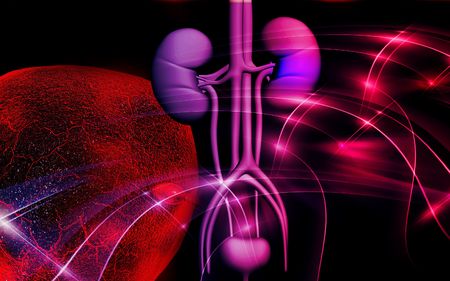 Digital illustration of  kidney in colour  background 	の写真素材