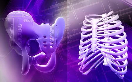 Digital illustration  of pelvic girdle and ribcage  in colour  background の写真素材