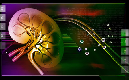 Digital illustration of  kidney in colour  background 	