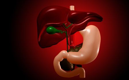 Digital illustration of  liver  in  colour  background 	の写真素材