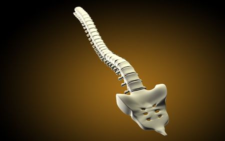 Digital illustration  of back bone in    colour background  	の写真素材
