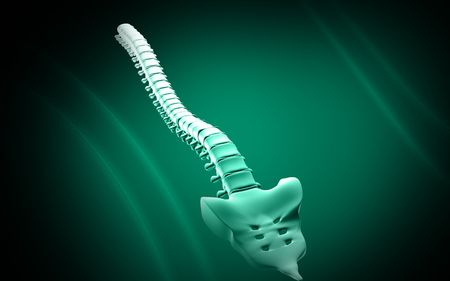 Digital illustration  of back bone in    colour background  	の写真素材