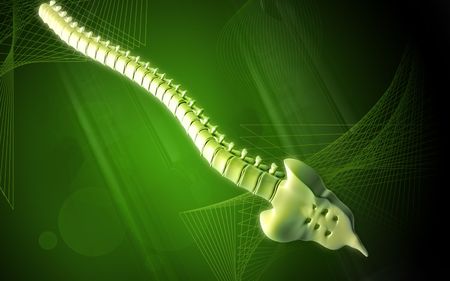 Digital illustration  of back bone in colour background  	の写真素材