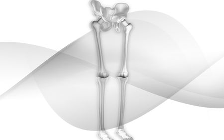 Digital illustration  of leg bone in   isolated background  	の写真素材