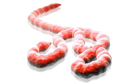 Digital illustration of Ebola virus in   isolated background  	の写真素材