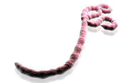 Digital illustration of Ebola virus in   isolated background  	の写真素材