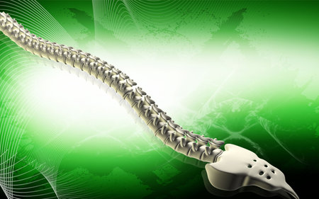 Digital illustration  of back bone in    colour background  	