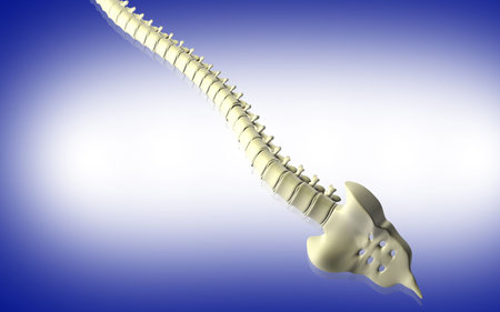 Digital illustration  of back bone in    colour background  	