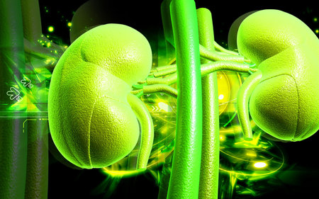 Digital illustration of kidney in colour background 	