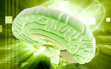 Digital illustration of  brain in colour  background 	