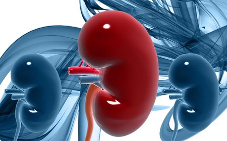 Digital illustration of  kidney in colour background 	の写真素材
