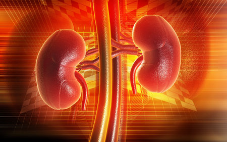 Digital illustration of kidney in colour background 	