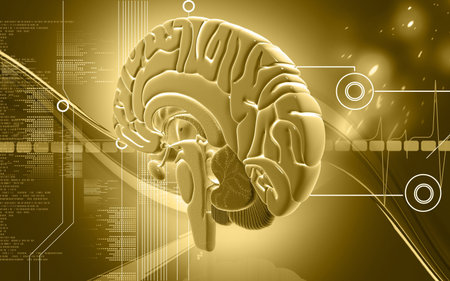 Digital illustration of  brain in colour  background 	