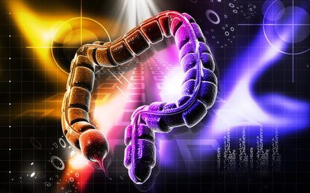 Digital illustration of large intestine in colour background 	