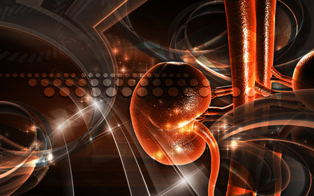 Digital illustration of kidney in colour background 	