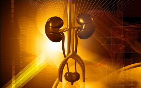 Digital illustration of  kidney in colour  background 	