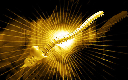 Digital illustration  of back bone in    color background  の写真素材