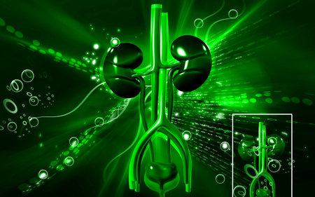 Digital illustration of  kidney in colour  background 	
