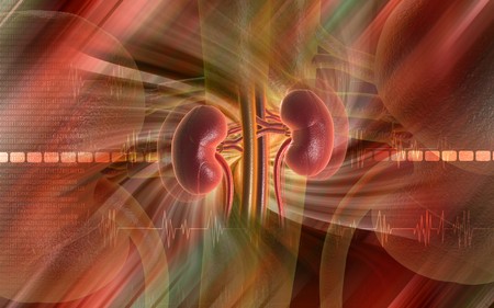 Digital illustration of kidney in colour background 	の写真素材
