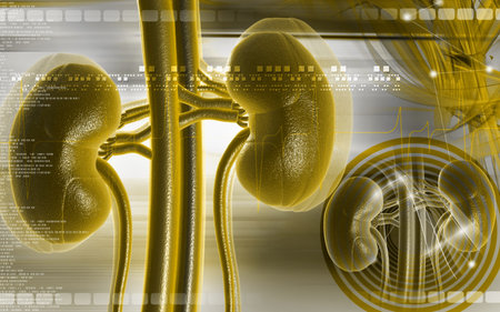 Digital illustration of kidney in colour background 	