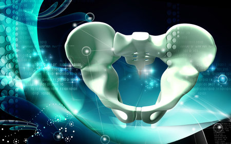 Digital illustration  of pelvic girdle in    colour background  	