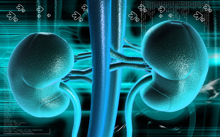 Digital illustration of kidney in colour background 	