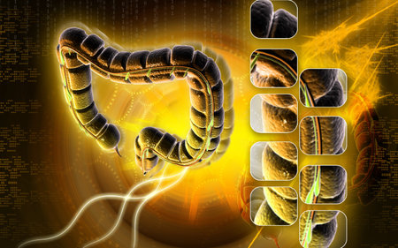 Digital illustration of large intestine in colour background 	