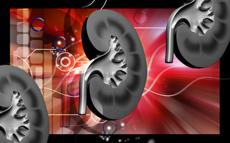 Digital illustration of  kidney in colour  background 	