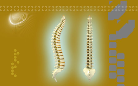 Digital illustration  of back bone in    colour background  	