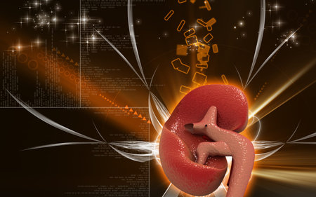 Digital illustration of kidney in colour background 	