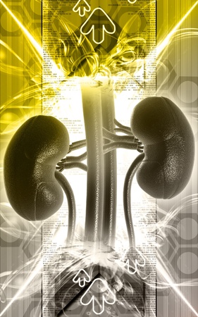 Digital illustration of kidney in colour background 	の写真素材