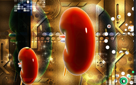 Digital illustration of  kidney in colour  background 	