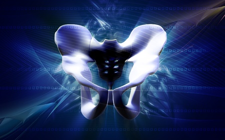 Digital illustration  of pelvic girdle in    colour background  	の写真素材