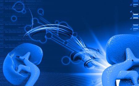 Digital illustration of kidney in colour background 	の写真素材