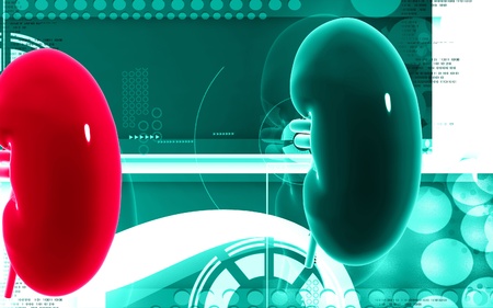 Digital illustration of  kidney in colour  background 	の写真素材
