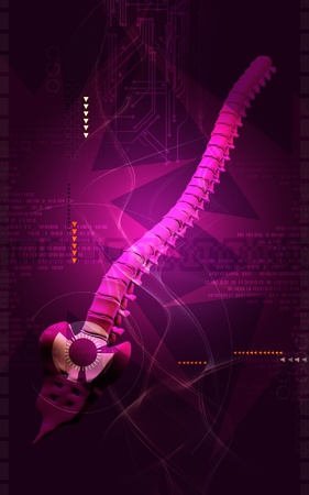 Digital illustration  of back bone in    colour background  の写真素材