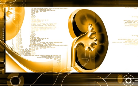 Digital illustration of  kidney in colour  background 	の写真素材