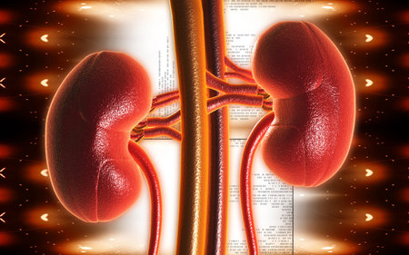 Digital illustration of kidney in colour background 	