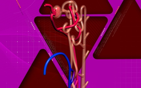 Digital illustration of  nephron   in  colour background	の写真素材